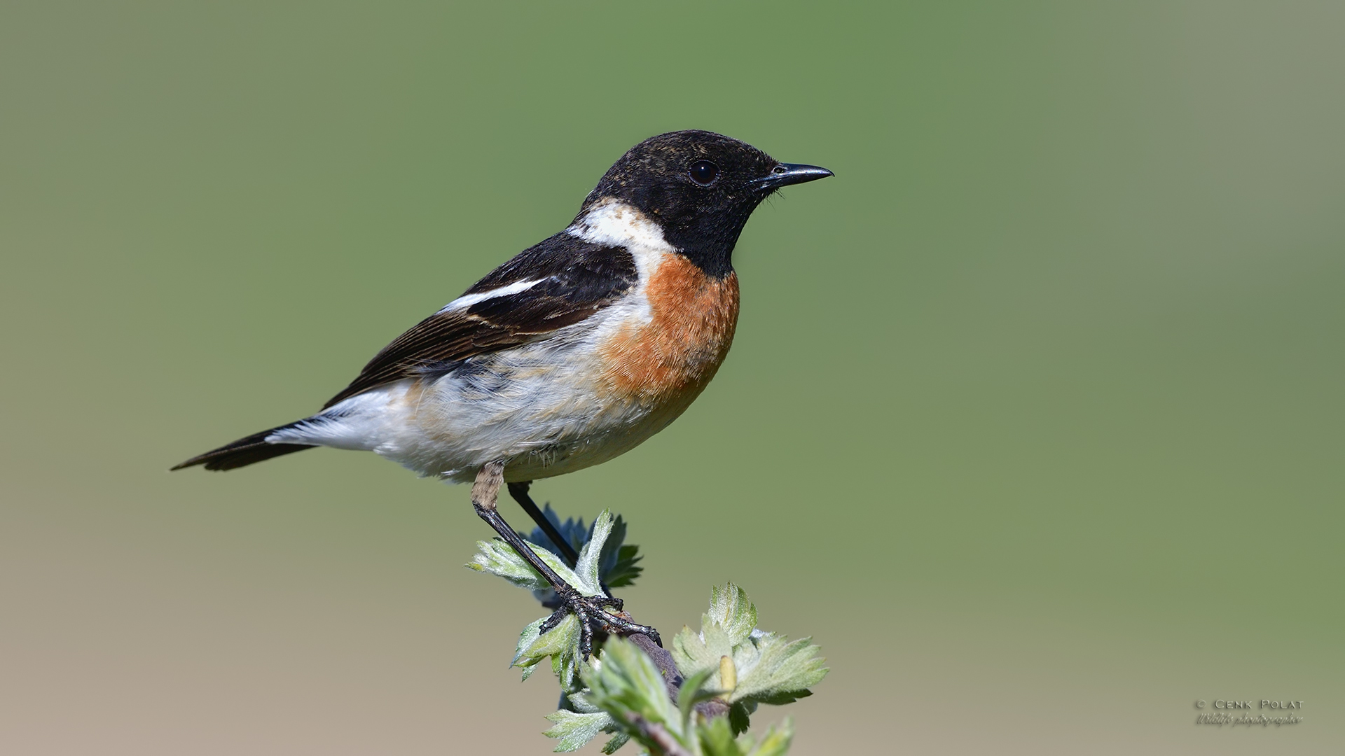 Siberian Stonechat